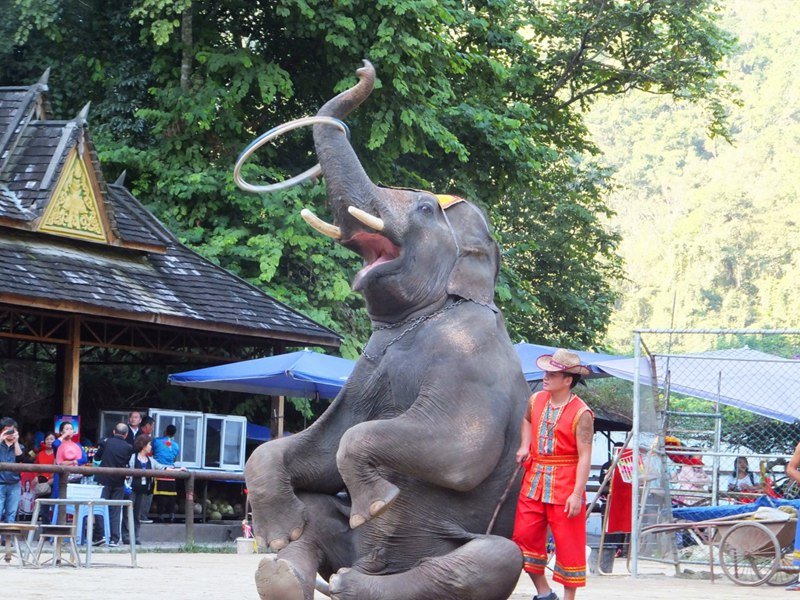 ????(西雙版納)? ?? ???? '???(野象谷)'