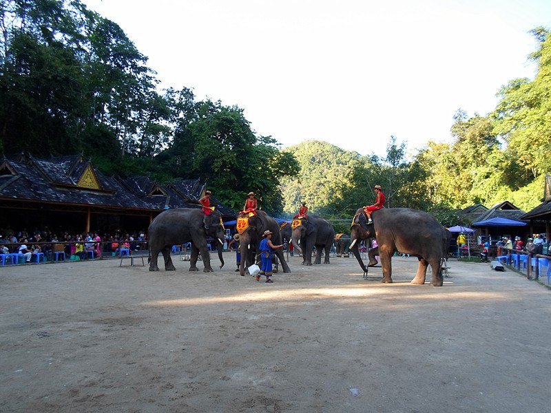 ????(西雙版納)? ?? ???? '???(野象谷)'