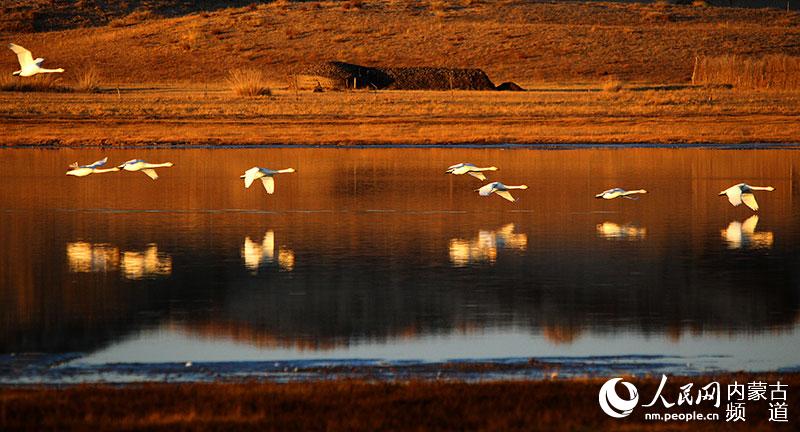 ???? ???(天鵝湖)-??? ??? ??? ??? ??