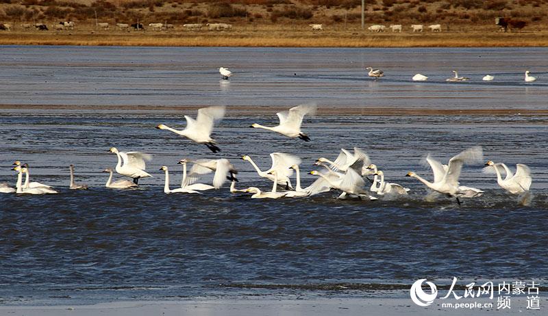 ???? ???(天鵝湖)-??? ??? ??? ??? ??