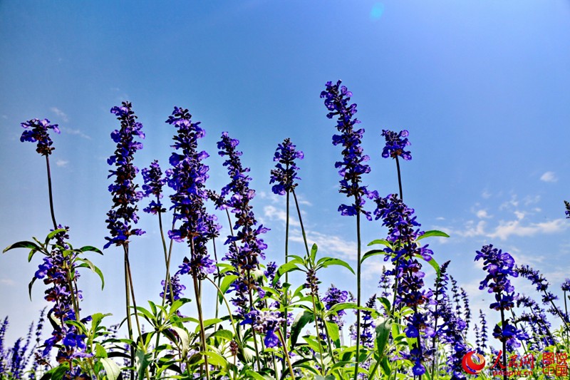 ??(洛陽)? ??? ?? ??- ???? ?? ???