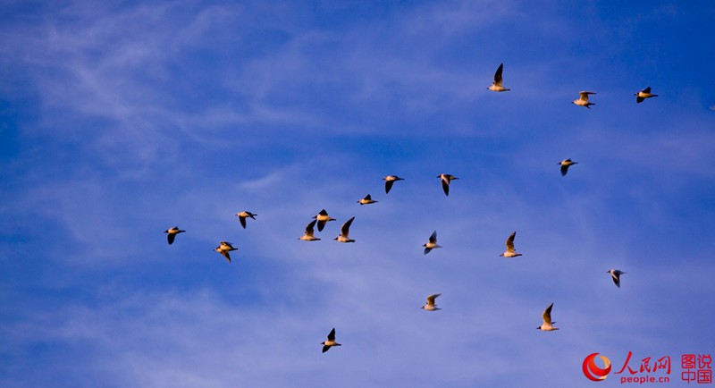 ???? ?? ?? ????(五大蓮池)