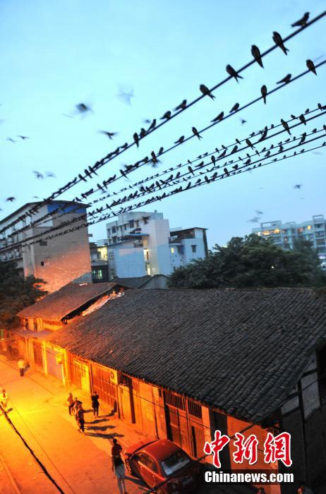 ??? ???! ??(重慶)? ??? ???