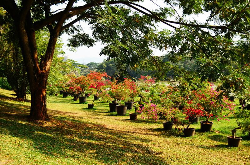 ????(西雙版納)? ?? ???? '??(曼聽)??'