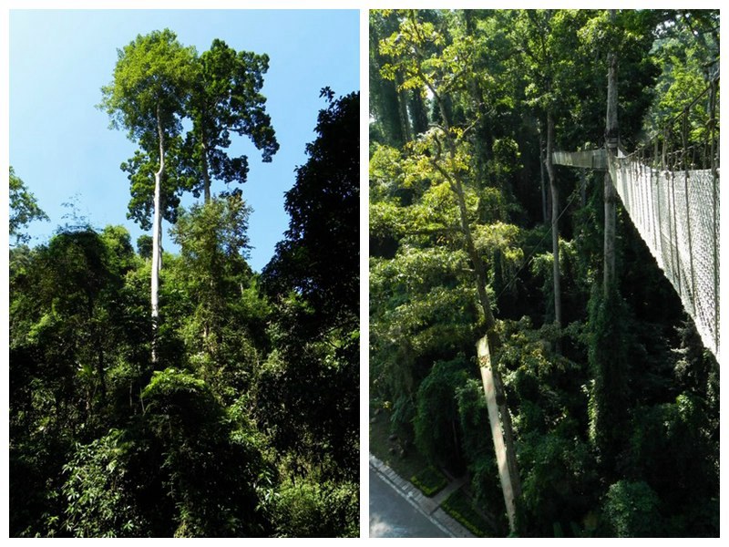 ????(西雙版納)? ?? ???? '??(曼旦)?'