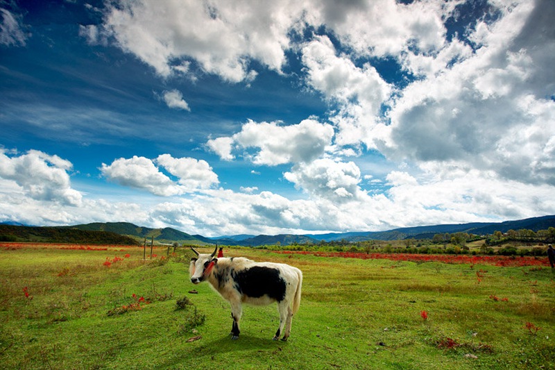 ????(香格裡拉)???? ?? ??? ?