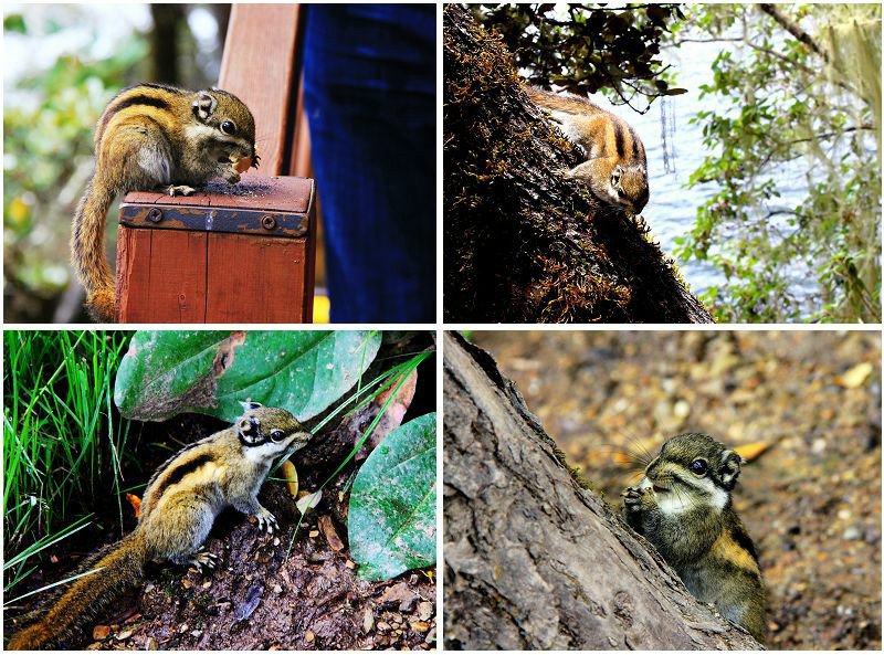 ???? ??? ????? ‘???(普達措)?????? ??’