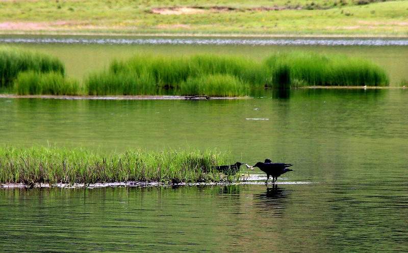 ???? ??? ????? ‘???(普達措)?????? ??’