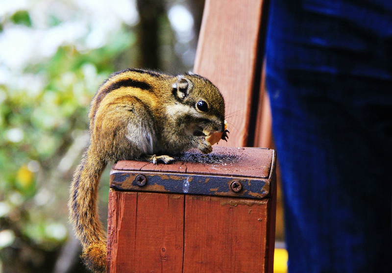 ????? ?? ???? ???,???(普達措)??????