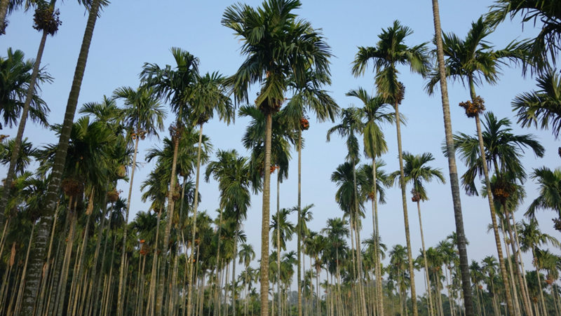 ????(?？?? ?? 10? ??? ‘???(金牛嶺)??’