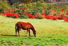 ???(普達措)?????? ??1