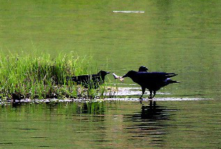 ???(普達措)?????? ??2