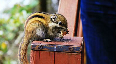 ???(普達措)?????? ??4