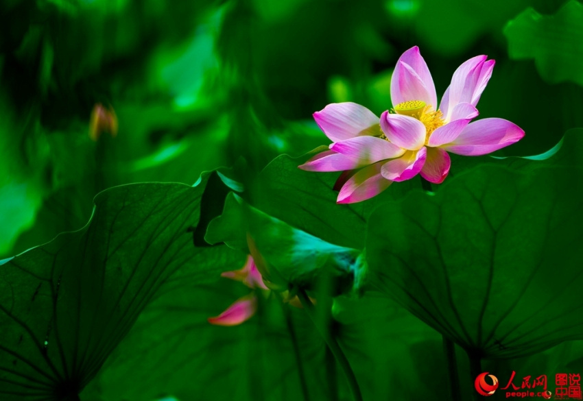 ??? ?? ’?1? ??????’ ??? ??