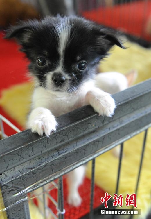 ???????: ???? ???? ???