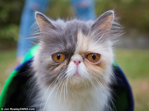 ?? ‘Grumpy Cat’, ??? ???? ?? ??? ?? ??