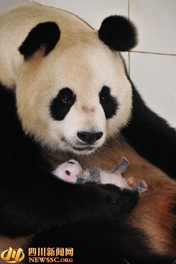 ???? ?? ???? ????: ?? ?? ??? 1/993? ??