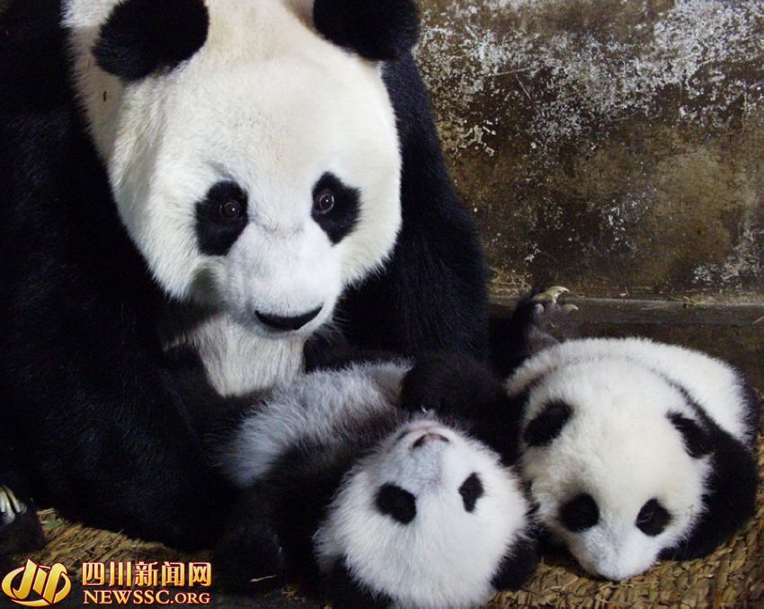 ???? ?? ???? ????: ?? ?? ??? 1/993? ??