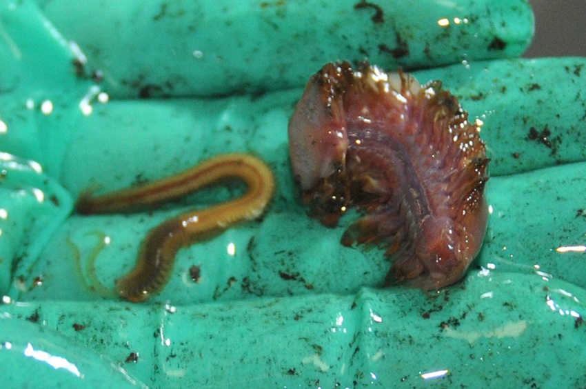 ?? ??? ????, ??? ???? ‘???’