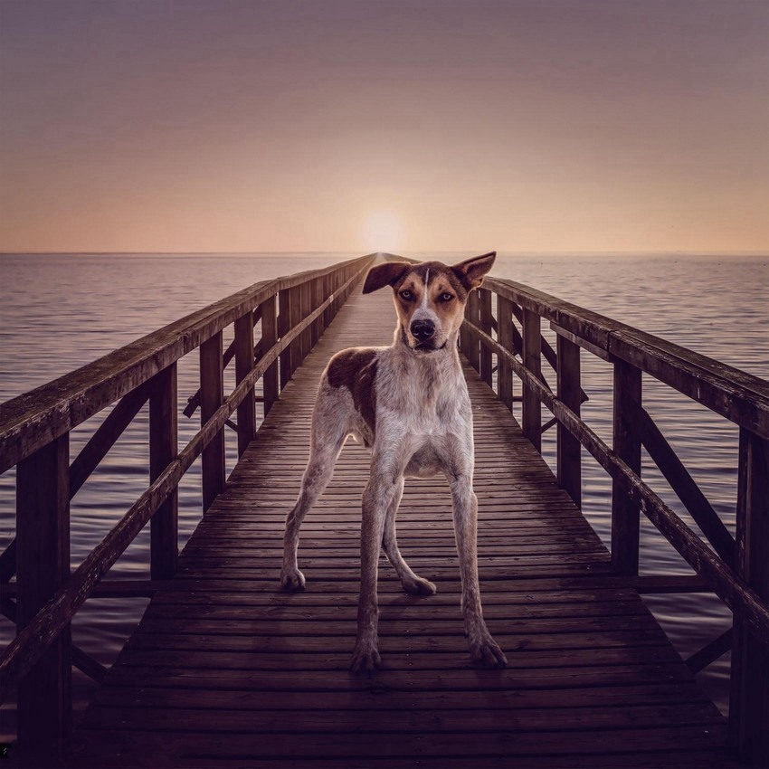 ???? ???? ?????, ????? ?? ??