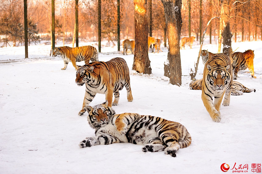 ?????, ????? ?? ???? ??