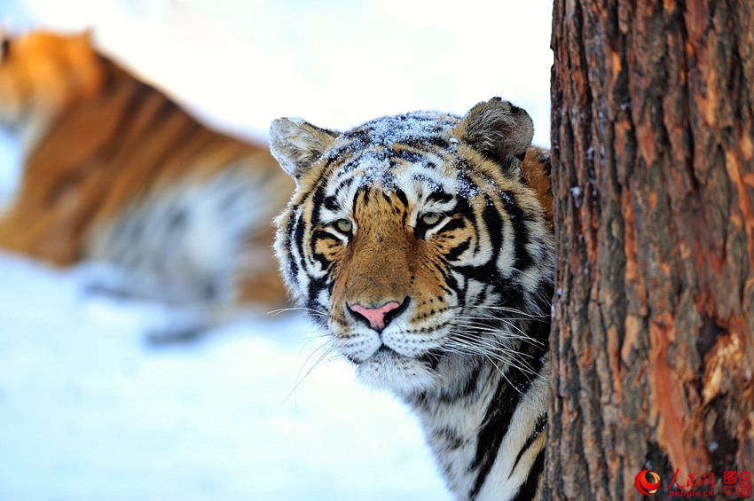 ?????, ????? ?? ???? ??