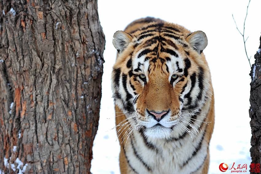 ?????, ????? ?? ???? ??