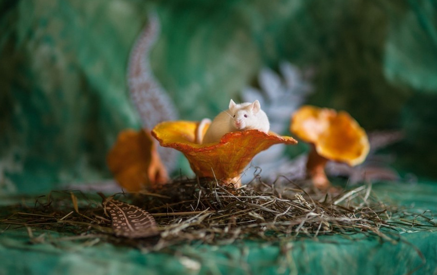 ???? ???? ?? ??, ‘????’ ??