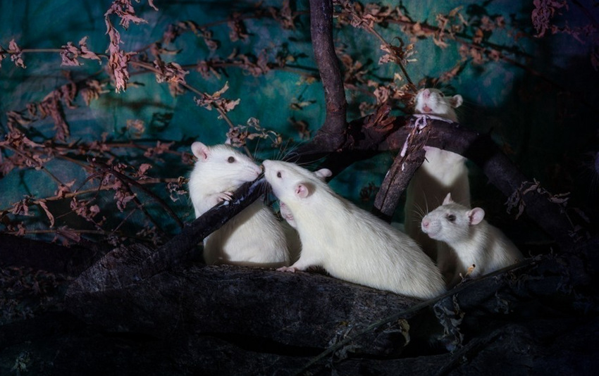 ???? ???? ?? ??, ‘????’ ??