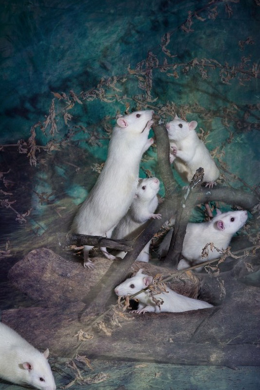 ???? ???? ?? ??, ‘????’ ??