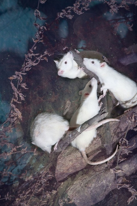 ???? ???? ?? ??, ‘????’ ??