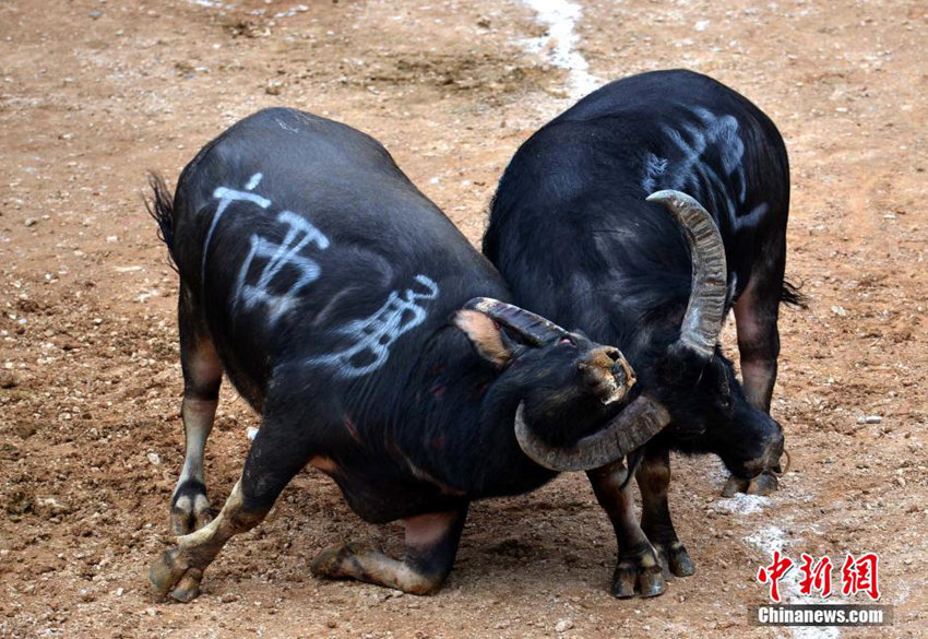 ???? ‘????’, 130?? ??? ??? ?? ??