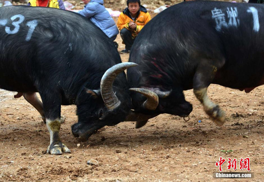 ???? ‘????’, 130?? ??? ??? ?? ??