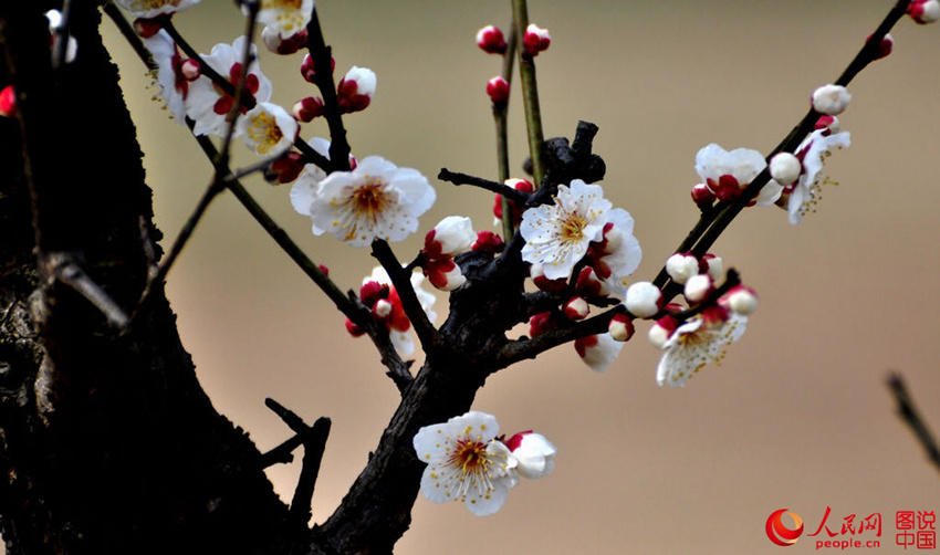 ?? ????, ???? ??? ????