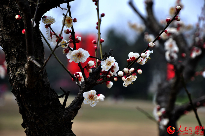 ?? ????, ???? ??? ????