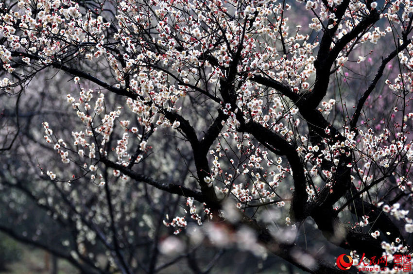 ?? ????, ???? ??? ????