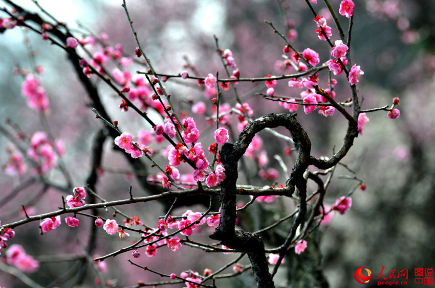 ?? ????, ???? ??? ????