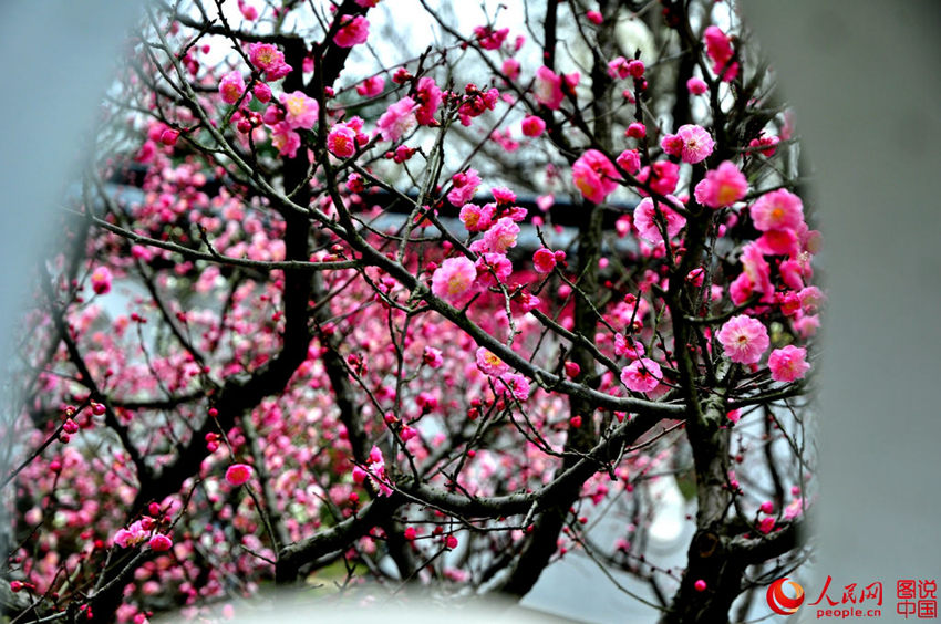 ?? ????, ???? ??? ????