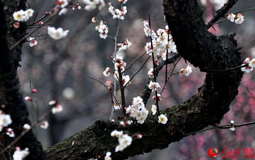 ?? ????, ???? ??? ????