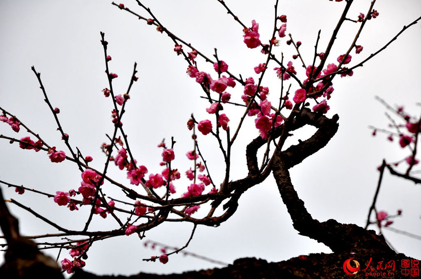 ?? ????, ???? ??? ????