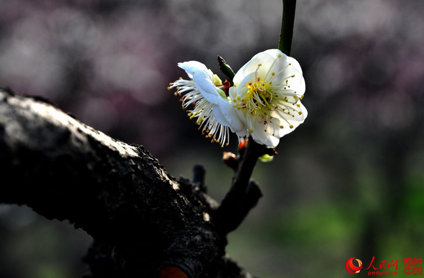 ?? ????, ???? ??? ????