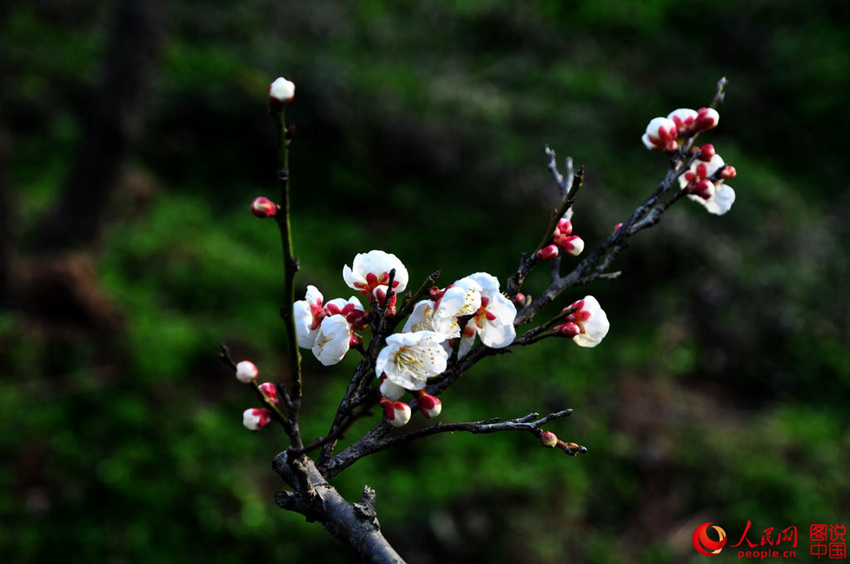 ?? ????, ???? ??? ????