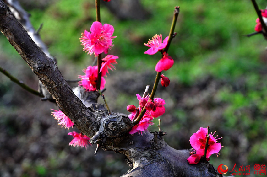 ?? ????, ???? ??? ????