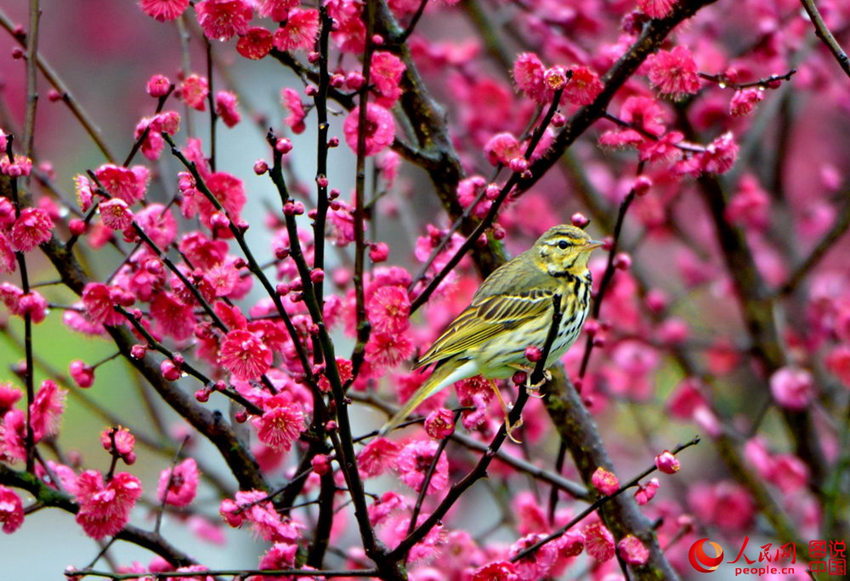 “???? ??? ??? ??? ?? ???”