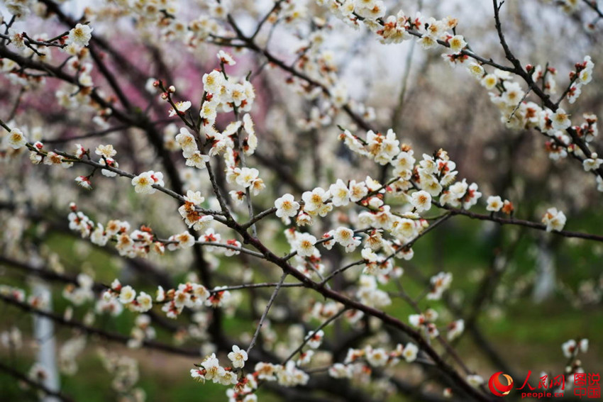 “???? ??? ??? ??? ?? ???”