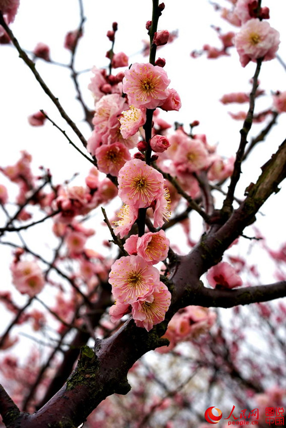 “???? ??? ??? ??? ?? ???”