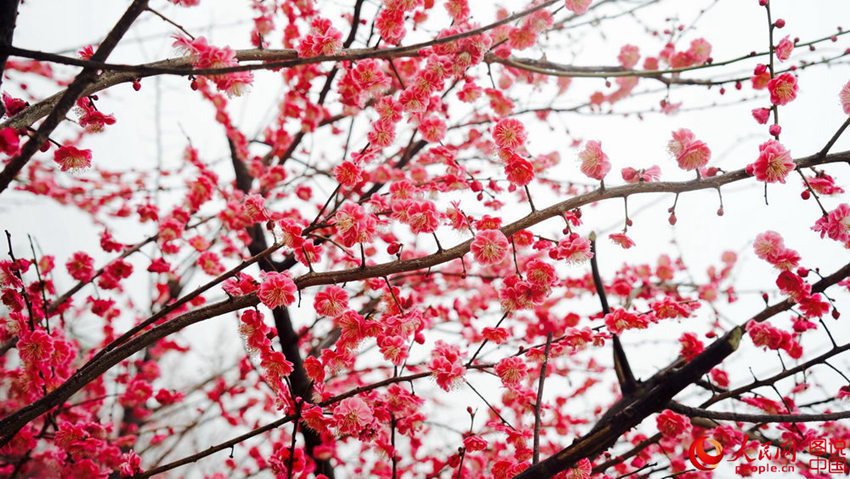 “???? ??? ??? ??? ?? ???”