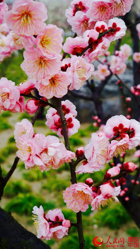 “???? ??? ??? ??? ?? ???”