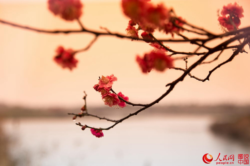 “???? ??? ??? ??? ?? ???”