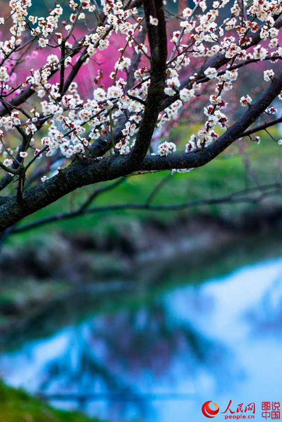 “???? ??? ??? ??? ?? ???”